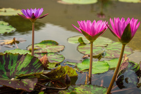 Nymphaea caerulea flower is a water-lily in the genus Nymphaea plantsの写真素材
