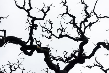 Silhouette of a no leaf tree isolated on white skyの写真素材