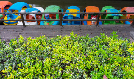 Ficus elastica variegata plant in a parkの写真素材