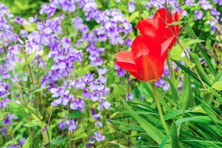Red tulip is a bulbous flower plant in a gardenの写真素材