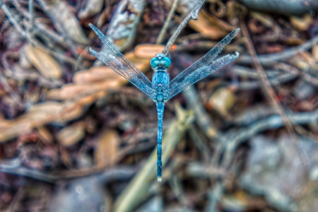 A blue dragonfly holding on a tree branch in a forest. It is an insect belonging to the suborder Anisoptera.の写真素材