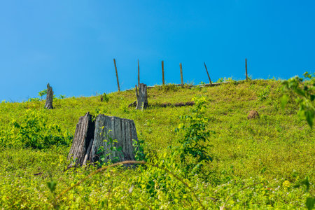 Tree stumps on mountain in Northern Thailandの写真素材
