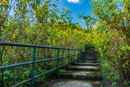 Stone concrete stairway in Tithonia diversifolia field on natural mountain Thailandの写真素材