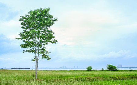 Natural landscape view of grass lawn with trees next to the bay in Sattahip district Thailandの写真素材