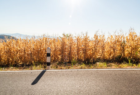 Maize field is a plant cultivated for food alongside the road in Nan province countryside of Thailandの写真素材