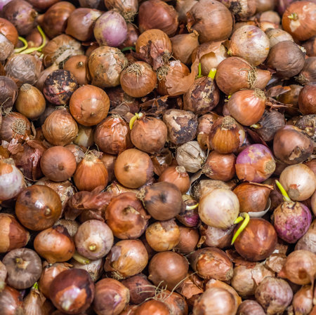 Heap of bulb onions Allium cepa L. for retail sale in Thailand fresh food marketの写真素材
