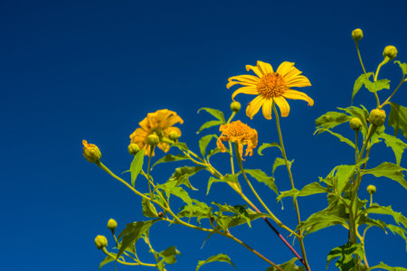 Yellow Tithonia diversifolia flowers in Thailand tropical forest. The plant is a species of flowering plant in the Asteraceae family.の写真素材