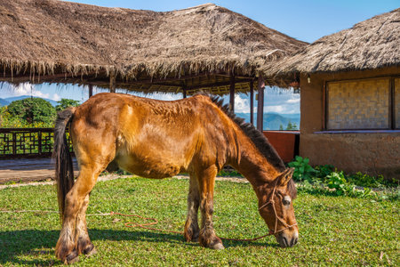 Brown horse is eating some grass in Chinese village, Northern Thailandの写真素材