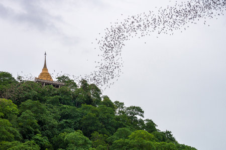 Gold pagoda with bats stream. The pagoda is at Wat Khao Chong Phran in Ratchaburi, Thailand.の写真素材
