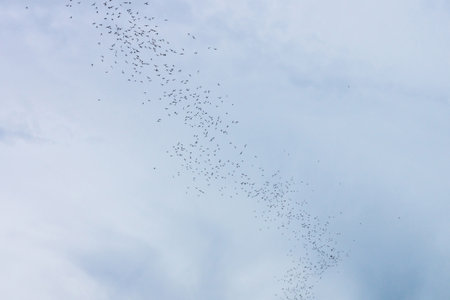 Large colonies of bats. They are flying to collect their food.