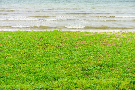 Ipomoea pes-caprae on beach. It grows on the upper parts of beaches and endures salted air.の写真素材