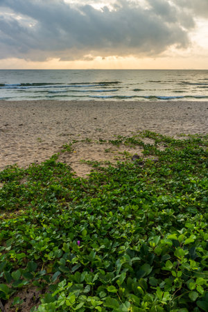 Ipomoea pes-caprae on the beach in the morning. It is also known as bayhops, beach morning glory or goat's foot.の写真素材