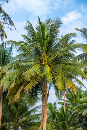 Palm tree with coconut fruits in a garden. Cocos nucifera is a member of the palm family.の写真素材