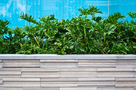Philodendron xanadu plant in modern flowerpot. It is widely cultivated as a ornamental landscape...