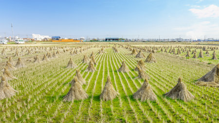Rice straw hay in paddy field. The rice field at roadside in Japan.