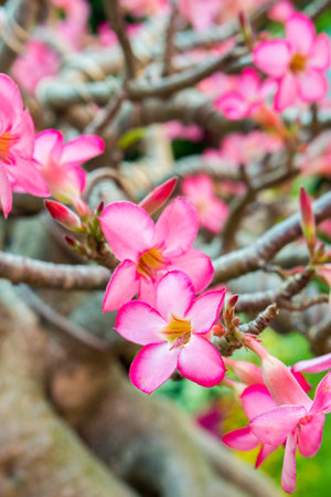 Red and pink flowers of Adenium obesum a species of flowering plant. It is a popular houseplant and...