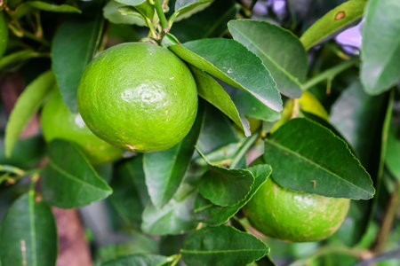 Raw lemon fruits on a evergreen tree. They are native to Asia.の写真素材
