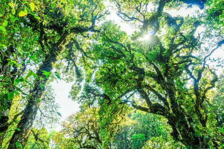 Trees in the tropical timber forests. They are located in Northern region of Thailand.