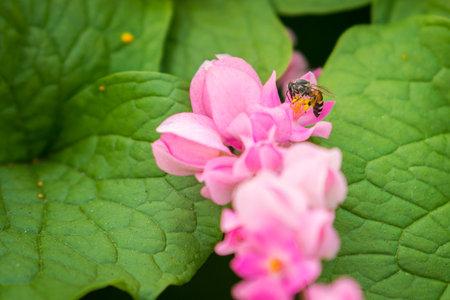 Bee on pollens of Antigonon leptopus flower.  Honeybee is an insect that carries pollen from one flower to another.の写真素材