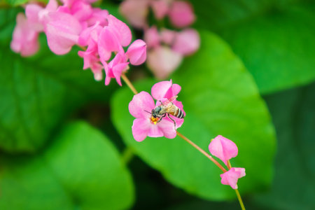 Bee on Antigonon leptopus flower. Honeybee is important pollinator for flower.の写真素材