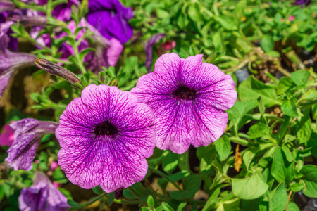 Closeup of beautiful purple Petunia. It is flowering plant and and the flower is funnel-shaped.の写真素材