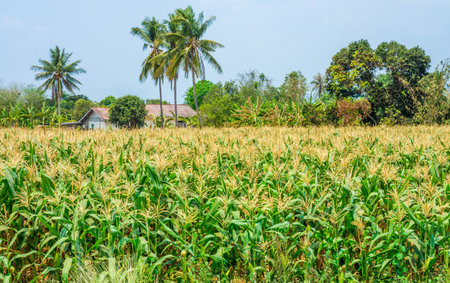 Agricultural field of mature maize nearby house. It is in Thailand, Southeast Asia.の写真素材