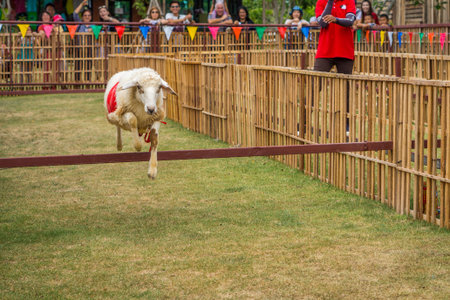 The willful sheep is jumping in sheep race. It is a domestic animal.の写真素材