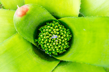 Top view of bromeliad with flower. It is a flowering plant.の写真素材