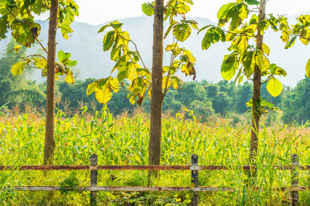 Three trunks of teak tree nearby maize fields in Thailand, Southeast Asia. The binomial name is tectona grandis.の写真素材