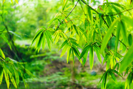 Natural leaves and branches of bamboos. They are evergreen perennial plant.の写真素材