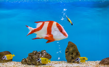 Lutjanus sebae in aquarium fish tank. It is also known as the emperor red snapper.の写真素材
