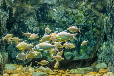 School of Barbodes gonionotus in aquarium fish tank. It is also known as Albino silver barb.の写真素材