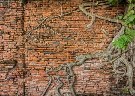 Ancient brick wall with Banyan tree. The old building ruins at Wat Mahathat in Ayutthaya, Thailand, Southeast Asia.の写真素材