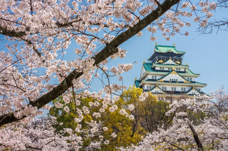 Main tower of Osaka Japanese Castle with cherry blossom flowers view from Nishinomaru Garden. The old heritage building and most famous landmark in Osaka, Japan, Asia.のeditorial素材