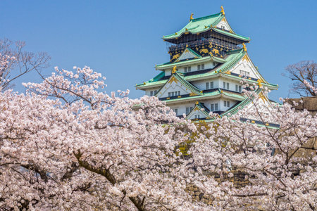 Main tower of Osaka Japanese Castle over cherry blossom flowers view from Sakura Nishinomaru Garden....