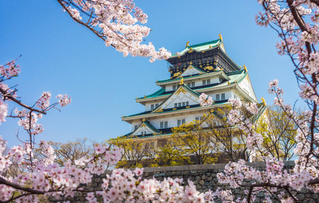 Main tower of Osaka Japanese Castle with tourists view from cherry blossom Nishinomaru Garden. The old heritage building and most famous landmark in Osaka, Japan, Asia.のeditorial素材