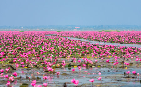 Talay Bua Daeng or Red water lily sea at Nong Han marsh. The travel destination for tourism in Kumphawapi district, Udon Thani, Thailand.