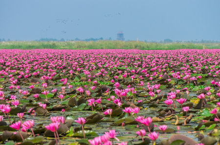 Talay Bua Daeng or Red water lily sea at Nong Han marsh in Kumphawapi district, Udon Thani, Thailand. The binomial name of this plant is Nymphaea pubescens Willd.の写真素材