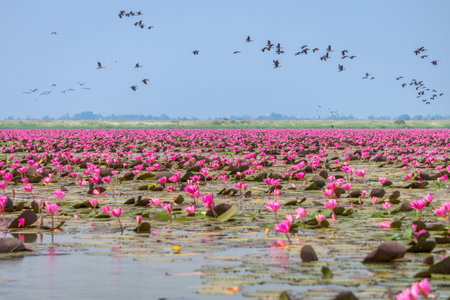 Red water lilies sea and Anatidae at Nong Han marsh. The travel destination for tourism in Kumphawapi district, Udon Thani, Thailand.の写真素材