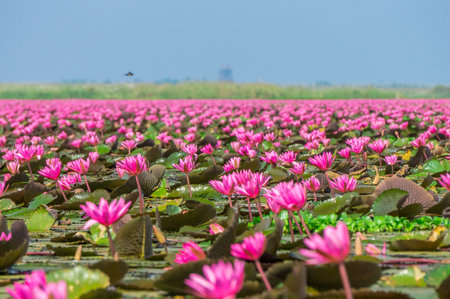 Talay Bua Daeng or Red indian water lily sea at Nong Han marsh in Kumphawapi district, Udon Thani, Thailand. The binomial name of this plant is Nymphaea pubescens Willd.の写真素材