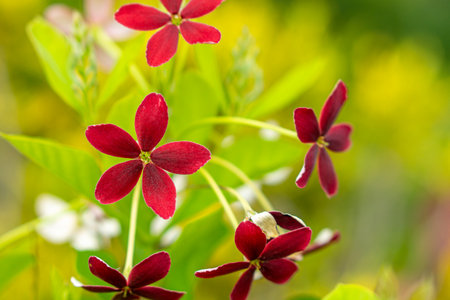 Close-up of Combretum indicum flower. It is a vine with red flower.の写真素材