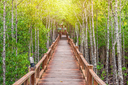 Wooden walkway in abundant mangrove forest at Mu Ko Chumphon National Park. It is for nature walks to study coastal plants and animals in Thailand.の写真素材