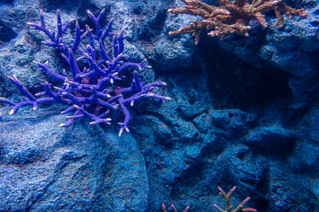 Corals ecology in aquarium. A tank filled with brine water for keeping live underwater animals.の写真素材