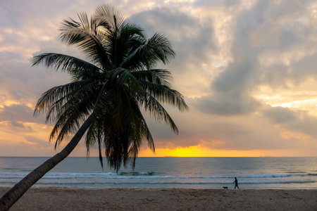 Coconut tree with a man and a dog on Thung Wua Laen beach. Scenery in Chumphon province, Southern Thailand.の写真素材