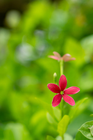 Close-up of red Combretum indicum flower in portrait composition. It is also known as the Chinese honeysuckle or Rangoon creeper.の写真素材