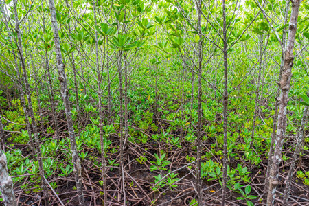 Abundant mangroves with aerial roots in swamp forest. Mangrove plants are found in Chumphon province, Southern Thailand.の写真素材