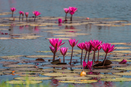 Group of Red water lilies at Nong Han marsh in Kumphawapi district, Udon Thani, Thailand. This plant is also called Nymphaea pubescens Willd. or hairy water lily.の写真素材