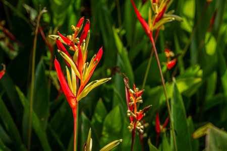 Heliconia psittacorum inflorescences in garden. It is also called parrot's beak, parakeet flower, parrot's flower, parrot's plantain or false bird-of-paradise.の写真素材