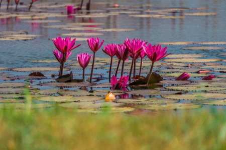 Group of Nymphaea pubescens Willd. at Nong Han marsh in Kumphawapi district, Udon Thani, Thailand. This plant is also called Red water lily, hairy water lily.の写真素材