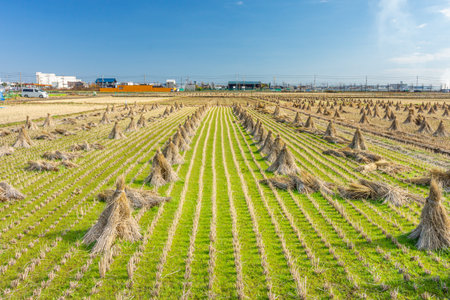 Bundles of rice straw hay in paddy field. The rice field at roadside in Japan, Asia.の写真素材